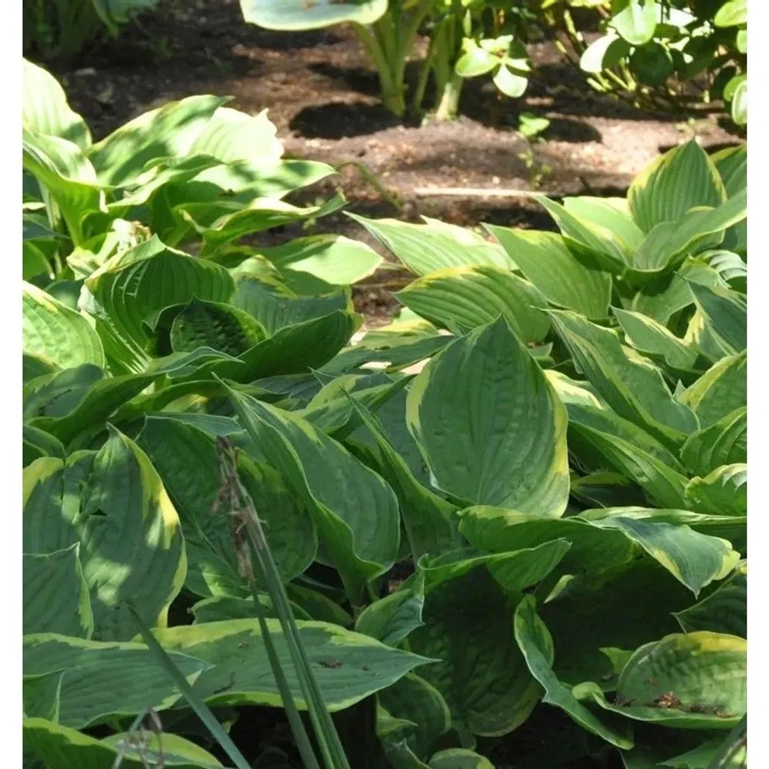 Goldrandfunkie - Hosta fortunei