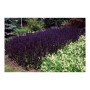 Beet mit blühendem, blauem Ziersalbei 'Mainacht' und weißen Bodendeckern im Garten.
