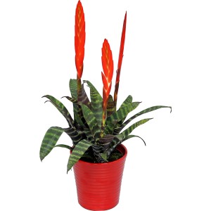 Vriesea Era im roten Topf, Flammendes Schwert Zimmerpflanze mit roten Blütenständen.