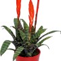 Vriesea Era im roten Topf, Flammendes Schwert Zimmerpflanze mit roten Blütenständen.
