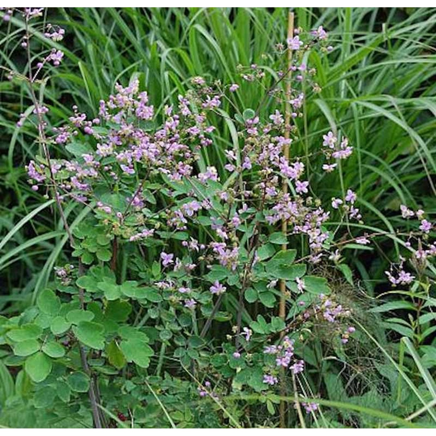 Chinesische Wiesenraute - Thalictrum delavayi günstig online kaufen