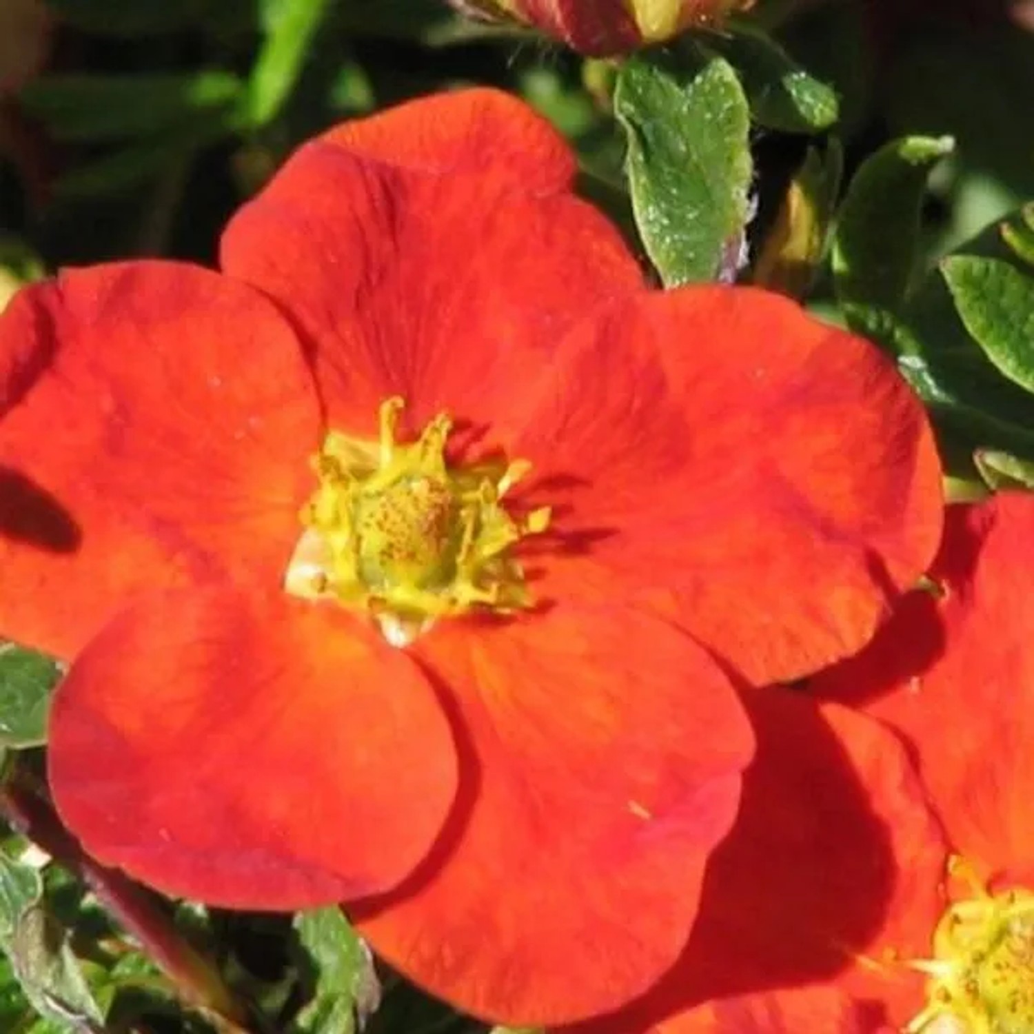 arborix Fingerstrauch 'Red Ace' Potentilla Fruticosa 25 Bis 30 Cm Im Container Rote Blüten