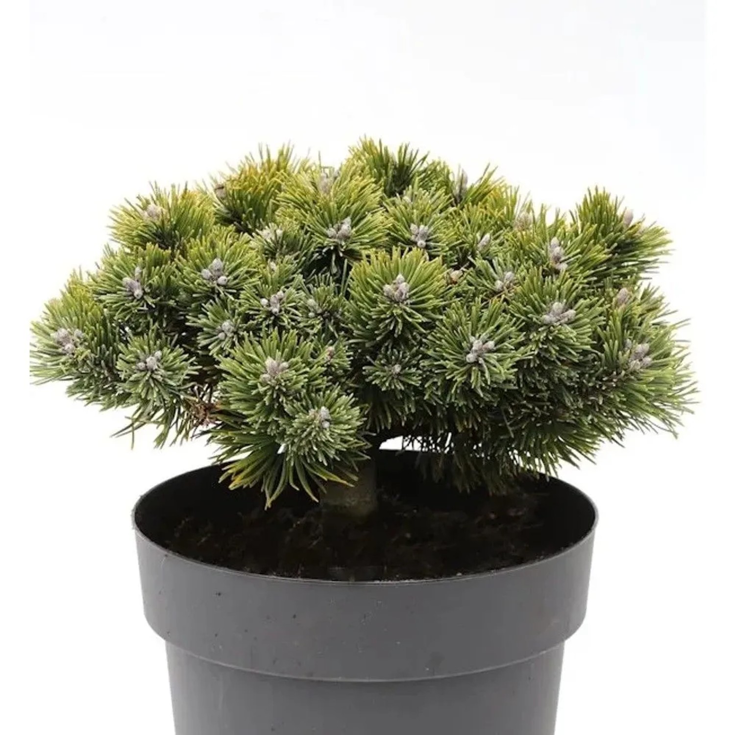 Zwerg Kiefer Sherwood Compact 15-20cm - Pinus mugo