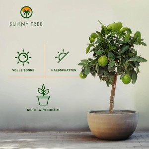 Fruchttragender Limettenbaum (Citrus aurantifolia), 90 cm, im Topf. Ideal für Garten und Balkon.