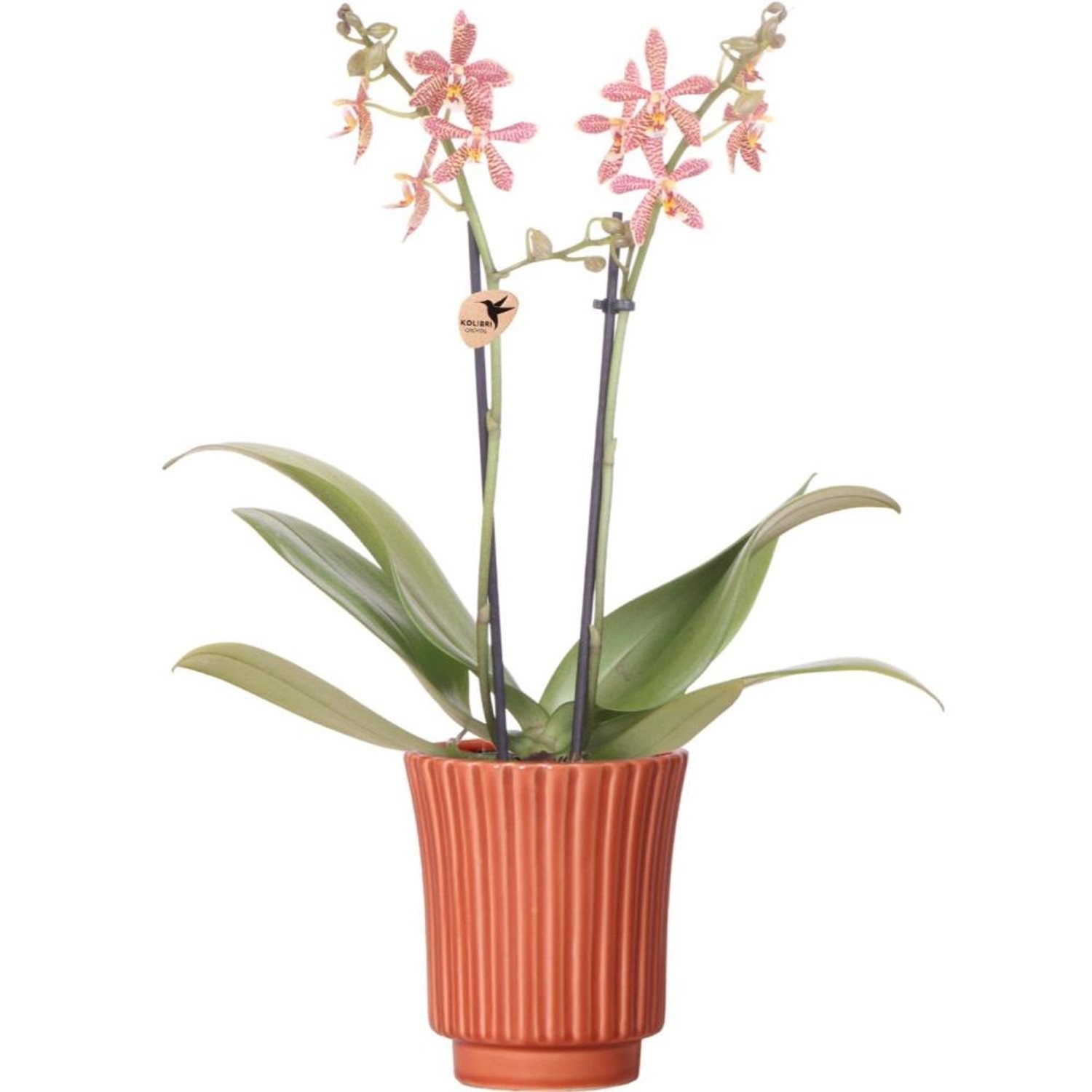 Kolibri Orange Phalaenopsis Orchidee Spider inRetro Terracotta Topfgröße 9cm Blühende Zimmerpflanze