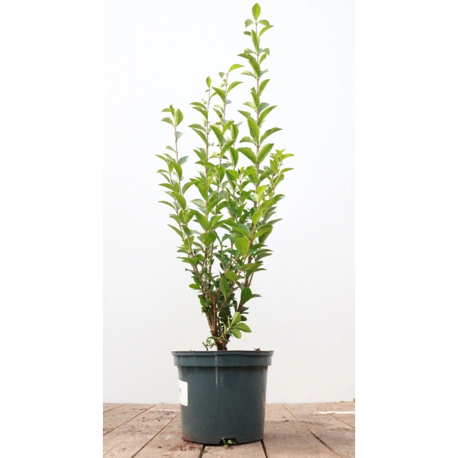 Ligustrum ovalifolium 60-80 cm günstig online kaufen