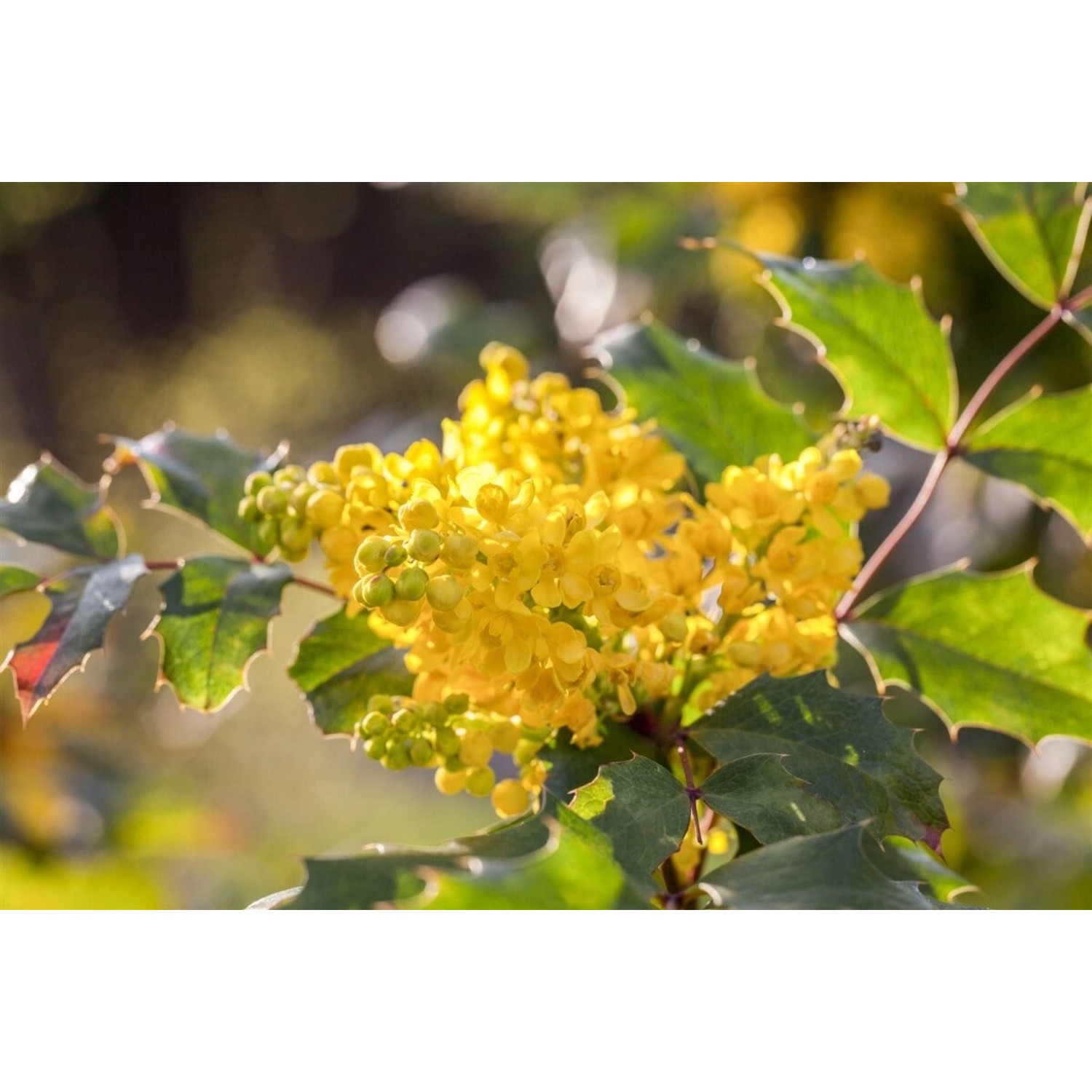 Mahonia Aquifolium Apollo Mahonie Gelbe Blüten 25–30 cm günstig online kaufen