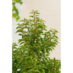 Detailaufnahme: Portugiesischer Kirschlorbeer 'Angustifolia', ca. 100 cm hoch, im 18 l Topf.