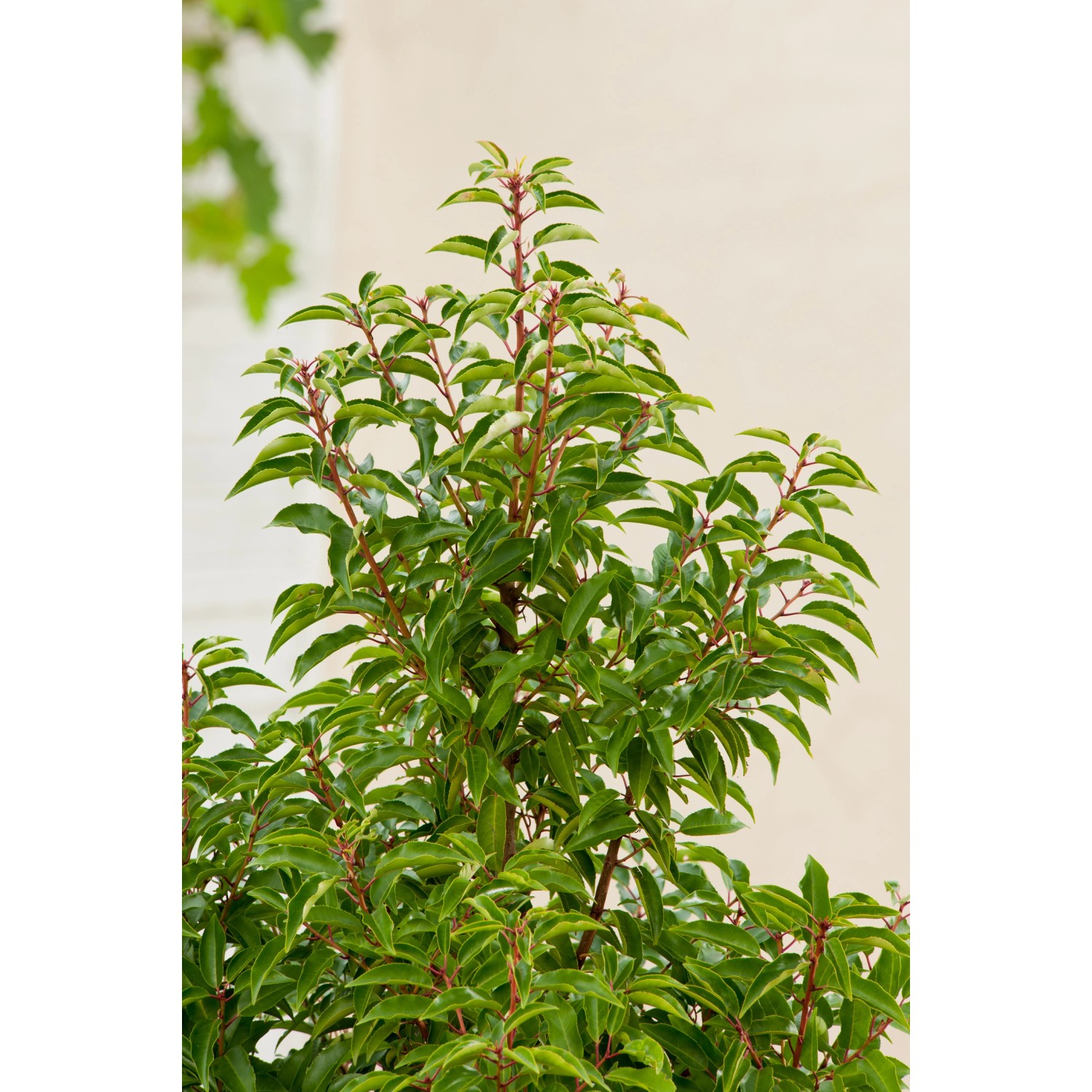 OBI Portugiesischer Kirschlorbeer "Angustifolia" Höhe ca.70 cm Topf 10