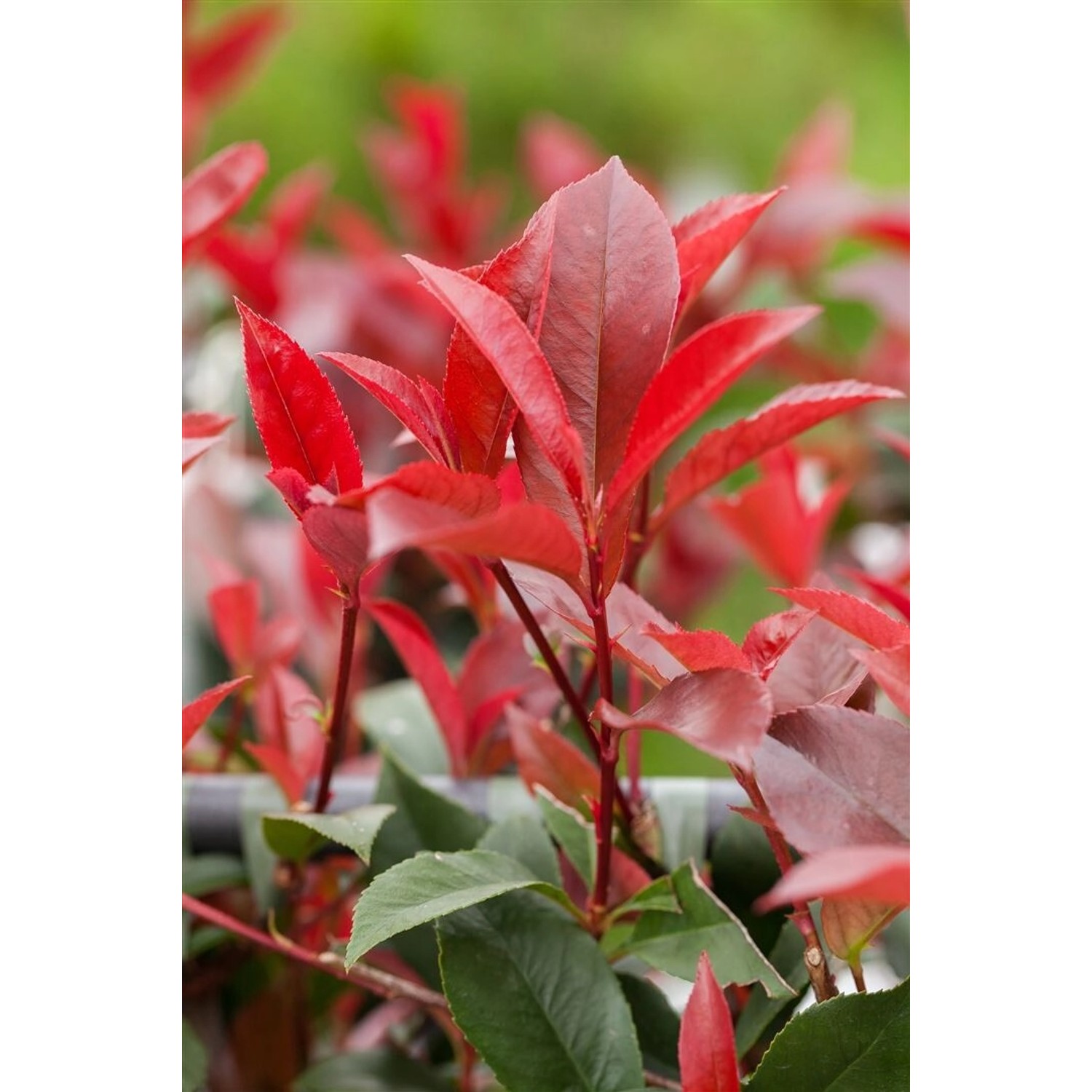 Photinia Fraseri Devils Dream® Glanzmispel Rot 125–150 cm günstig online kaufen