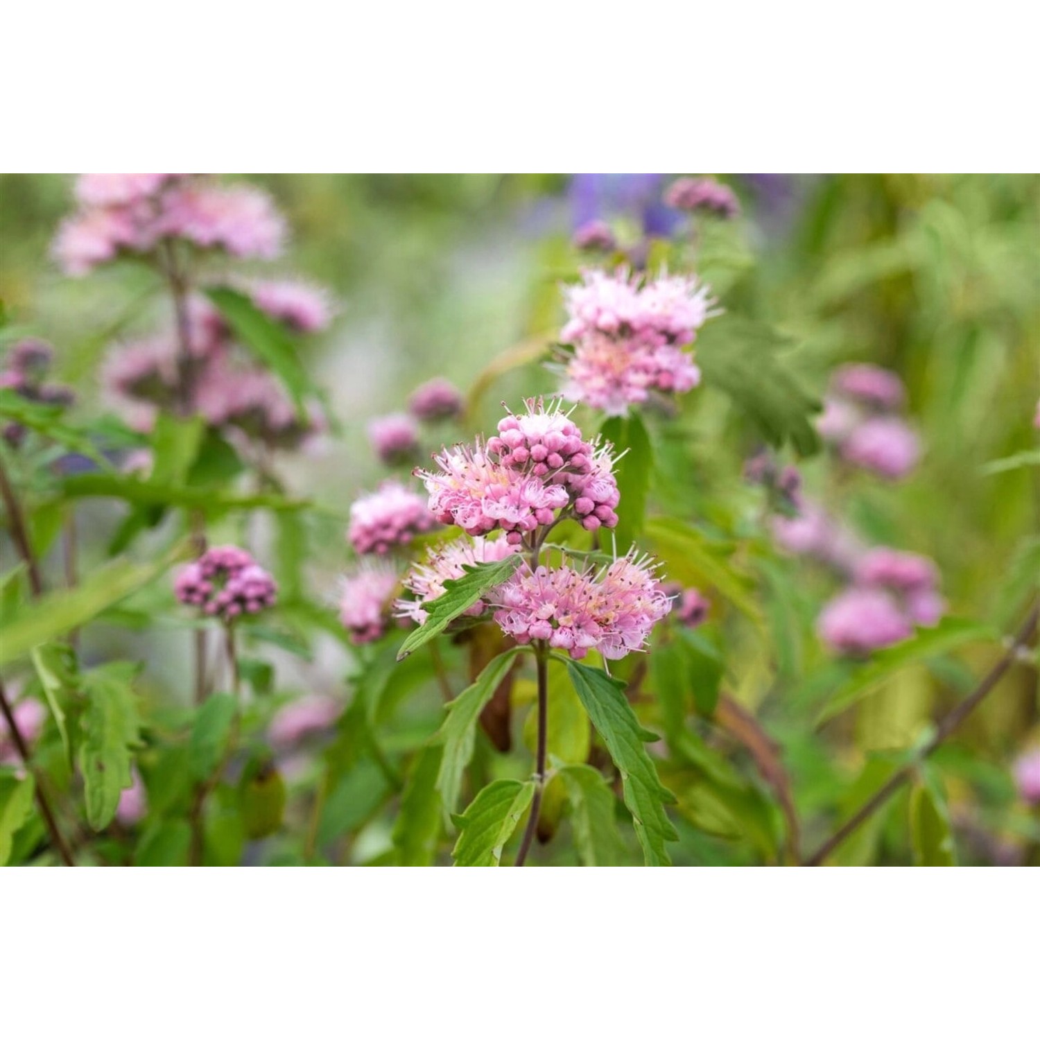 Caryopteris Clandonensis Bartblume Pink Perfection 40-60 cm günstig online kaufen