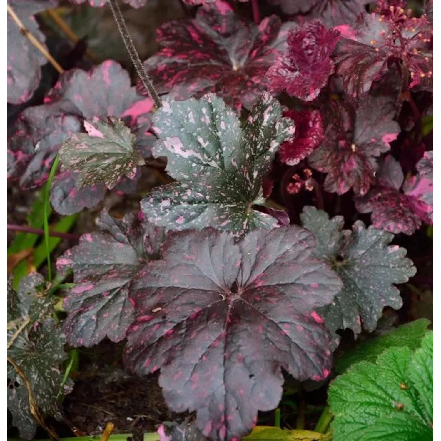 Purpurglöckchen Rachel - Heuchera micrantha