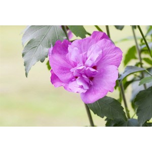 Nahaufnahme einer violetten Blüte des Hibiscus Syriacus Gartenhibiskus Purple Ruffles.
