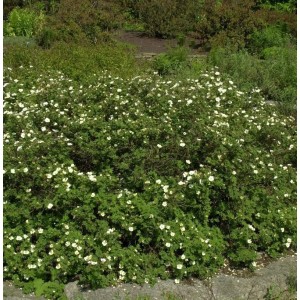 Weiß blühender Fingerstrauch (Potentilla fruticosa) im Gartenbeet.