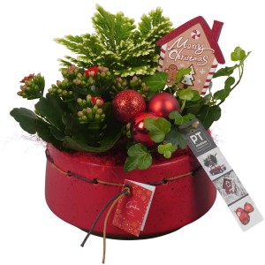 Winterliches Arrangement in roter Keramik Topf-Ø ca. 17 cm