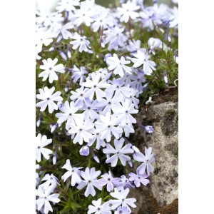 Blühender, blauer Polsterphlox (Phlox subulata 'Emerald Cushion Blue') im 9x9 cm Topf.