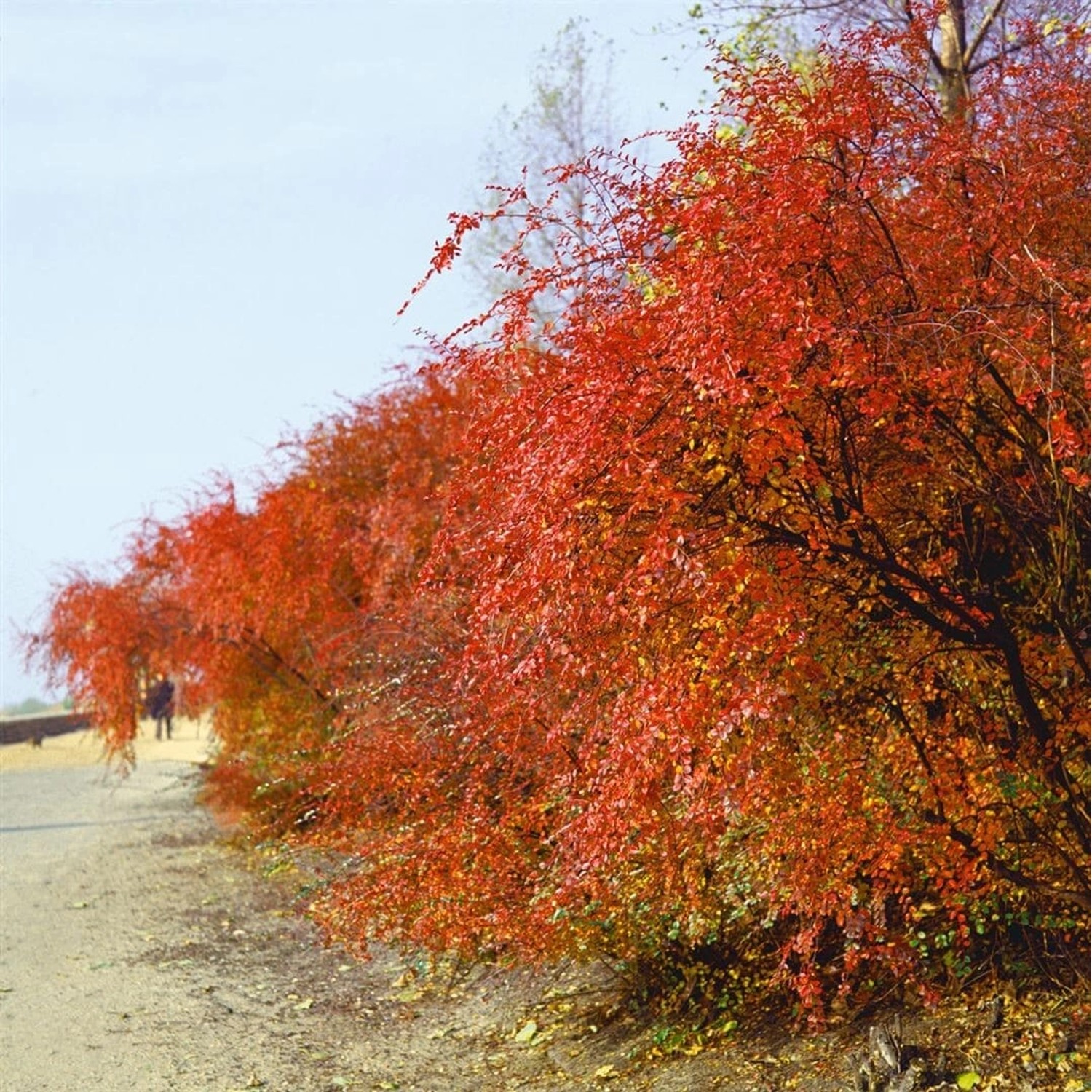 Cotoneaster acutifolius 125-150 cm günstig online kaufen