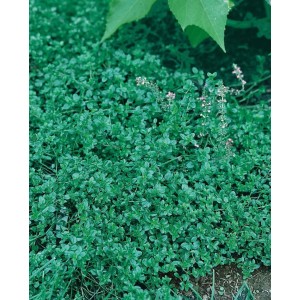 Flach wachsender Quendel-Thymian (Thymus pulegioides) im 9x9 cm Topf, ideal als Bodendecker.