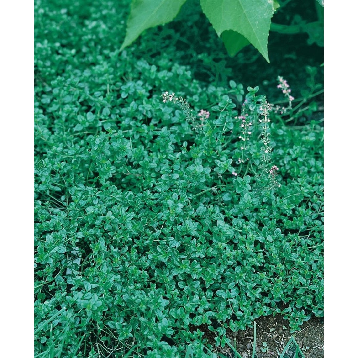 Thymus Pulegioides Quendel Ca. 9x9 cm Topf günstig online kaufen