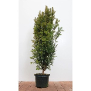 Taxus baccata, 80-100 cm, im Topf. Immergrüne Heckenpflanze für Garten und Kübel.