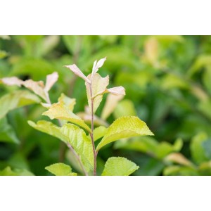 Nahaufnahme der grünen Blätter einer Photinia Villosa Glanzmispel.