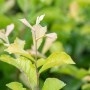 Nahaufnahme der grünen Blätter einer Photinia Villosa Glanzmispel.