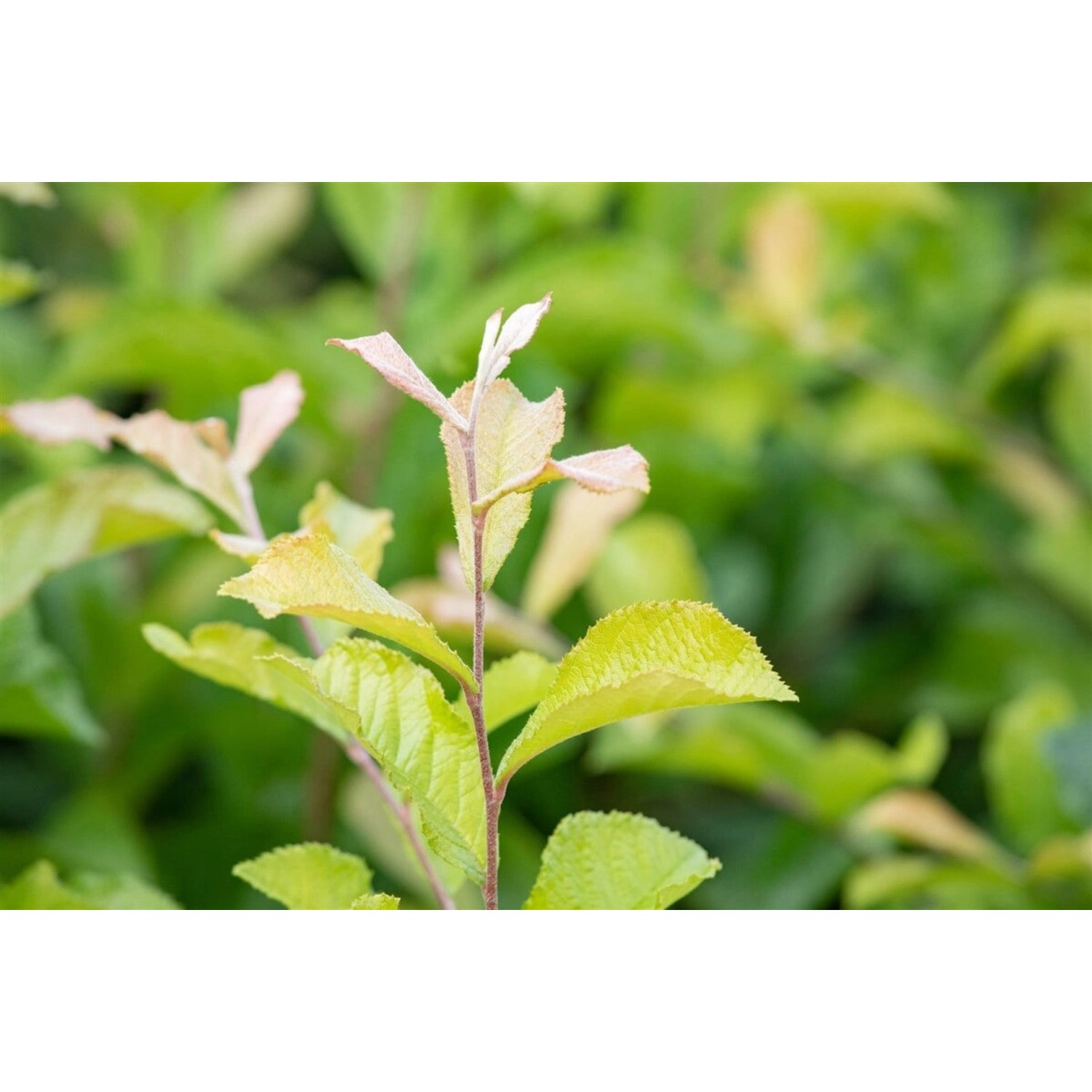 Photinia Villosa Glanzmispel 60–100 cm günstig online kaufen