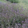 Brauner Storchschnabel 'Samobor' (Geranium phaeum) mit dunklen, violetten Blüten im Garten.