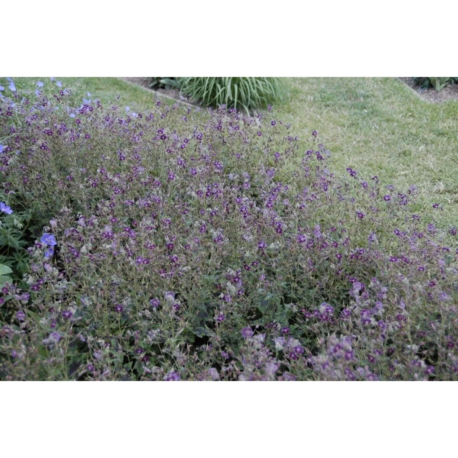 Brauner Storchschnabel 'Samobor' (Geranium phaeum) mit dunklen, violetten Blüten im Garten.