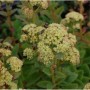 Prächtige Fetthenne 'Sunkissed' mit hellgelben Blüten und Insekten im Detail.