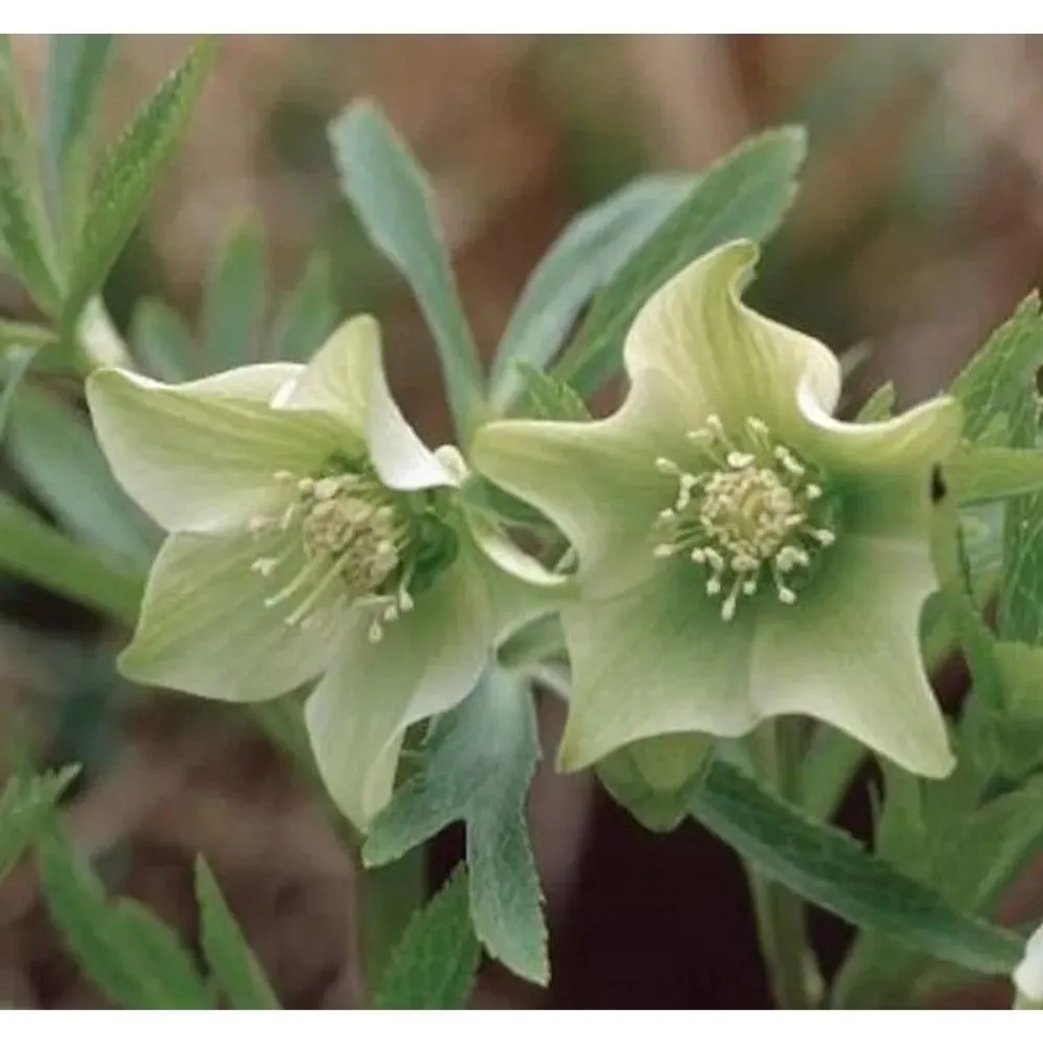 Grüner Nieswurz - Helleborus viridis