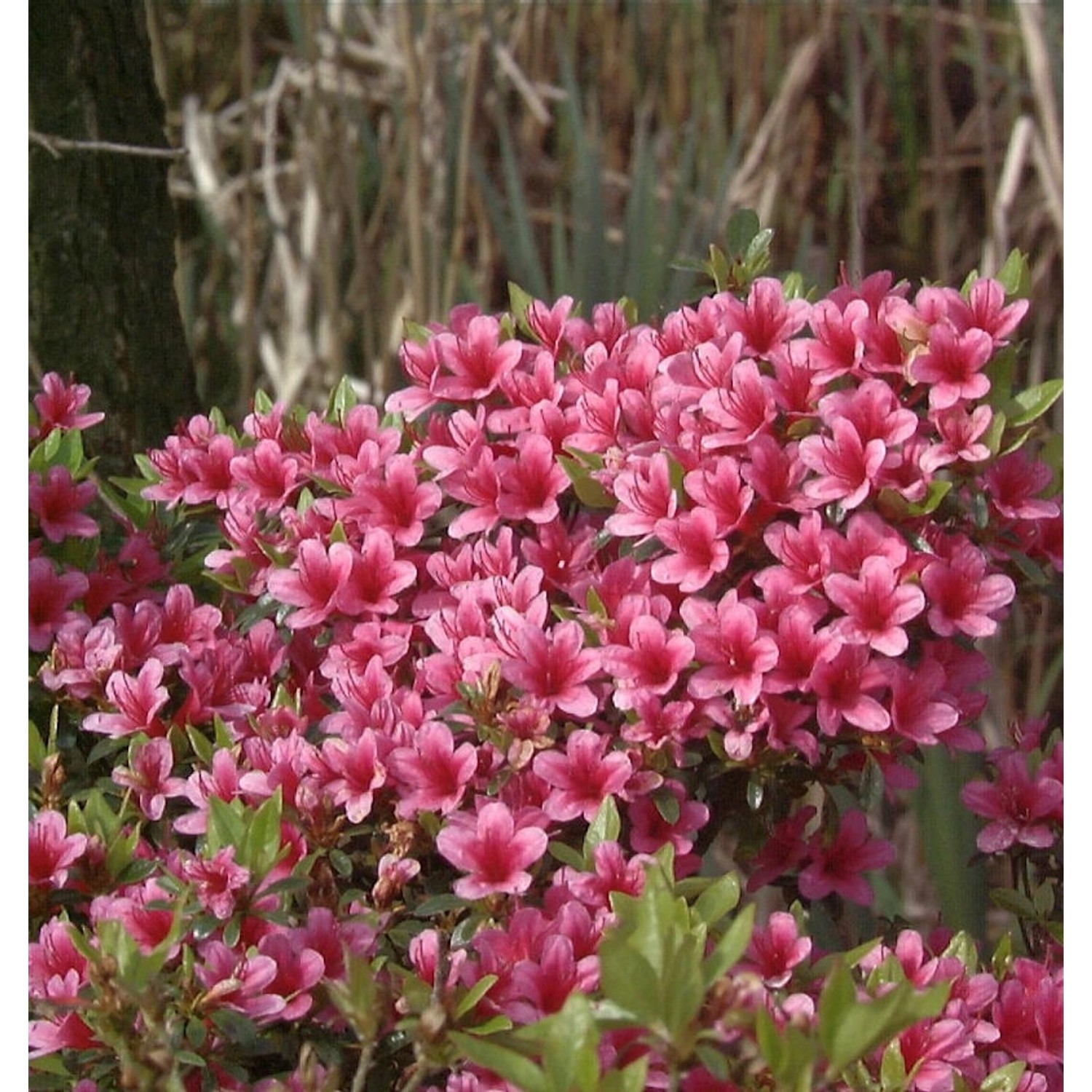 Japanische Azalee Silvester 20-25cm - Rhododendron obtusum - Zwerg Alpenros günstig online kaufen