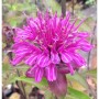 Nahaufnahme der rosafarbenen Blüte einer Rosen Monarde (Monarda fistulosa).