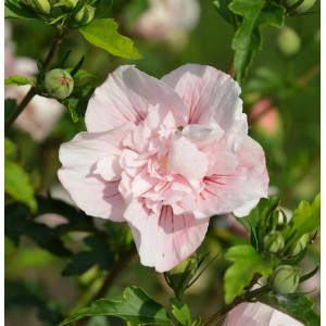 Nahaufnahme einer rosa Garteneibisch 'French Pink Chiffon' Blüte mit grünen Blättern.