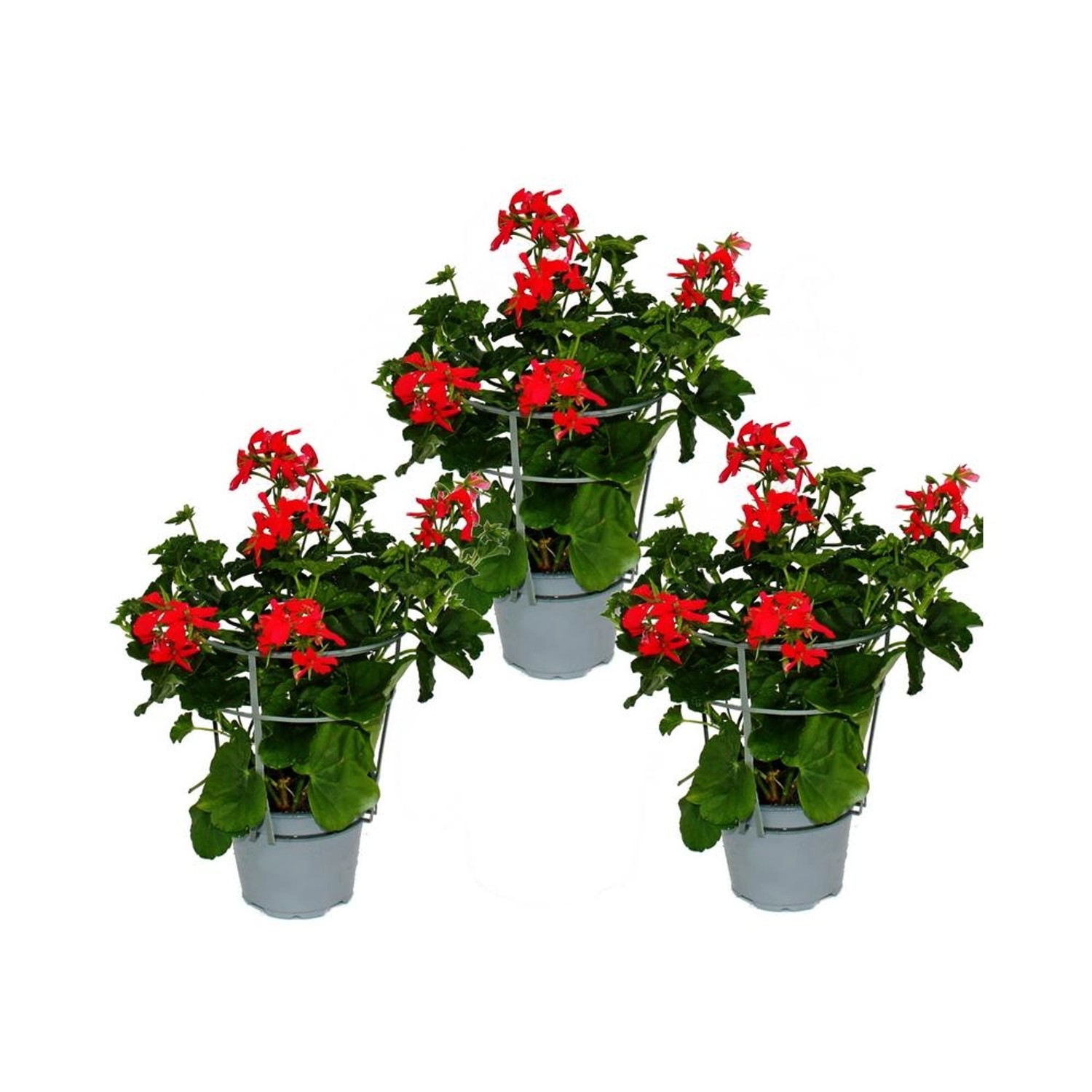 Exotenherz Französische Geranien Hängend Pelargonium Peltatum Ville de Pari günstig online kaufen