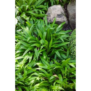 Grüne Breitblatt-Segge (Carex Plantaginea) im Gartenbeet, umgeben von Steinen.