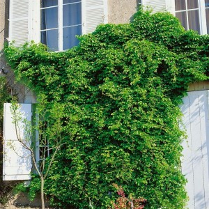 Akebia Quinata Klettergurke begrünt Hauswand mit Fensterläden.