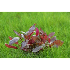 Dennerle Aquariumpflanze Alternanthera Reineckii Lila im Tonring, rote Wasserpflanze.