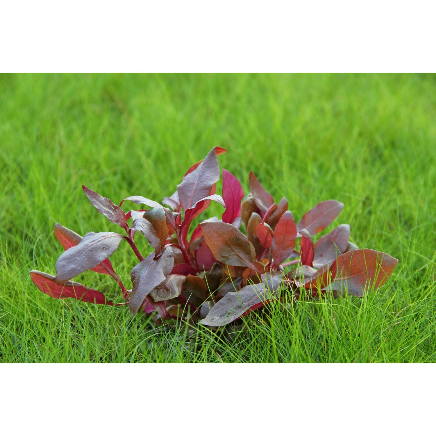 Dennerle Aquariumpflanze Alternanthera Reineckii Lila im Tonring, rote Wasserpflanze.