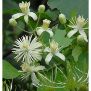 Nahaufnahme der Gemeinen Waldrebe Clematis vitalba mit kleinen weißen Blüten und grünen Knospen. Eine Kletterpflanze.