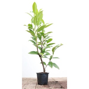 Kirschlorbeer 'Caucasica' im Topf, 60-80 cm hoch, ideal als Heckenpflanze.