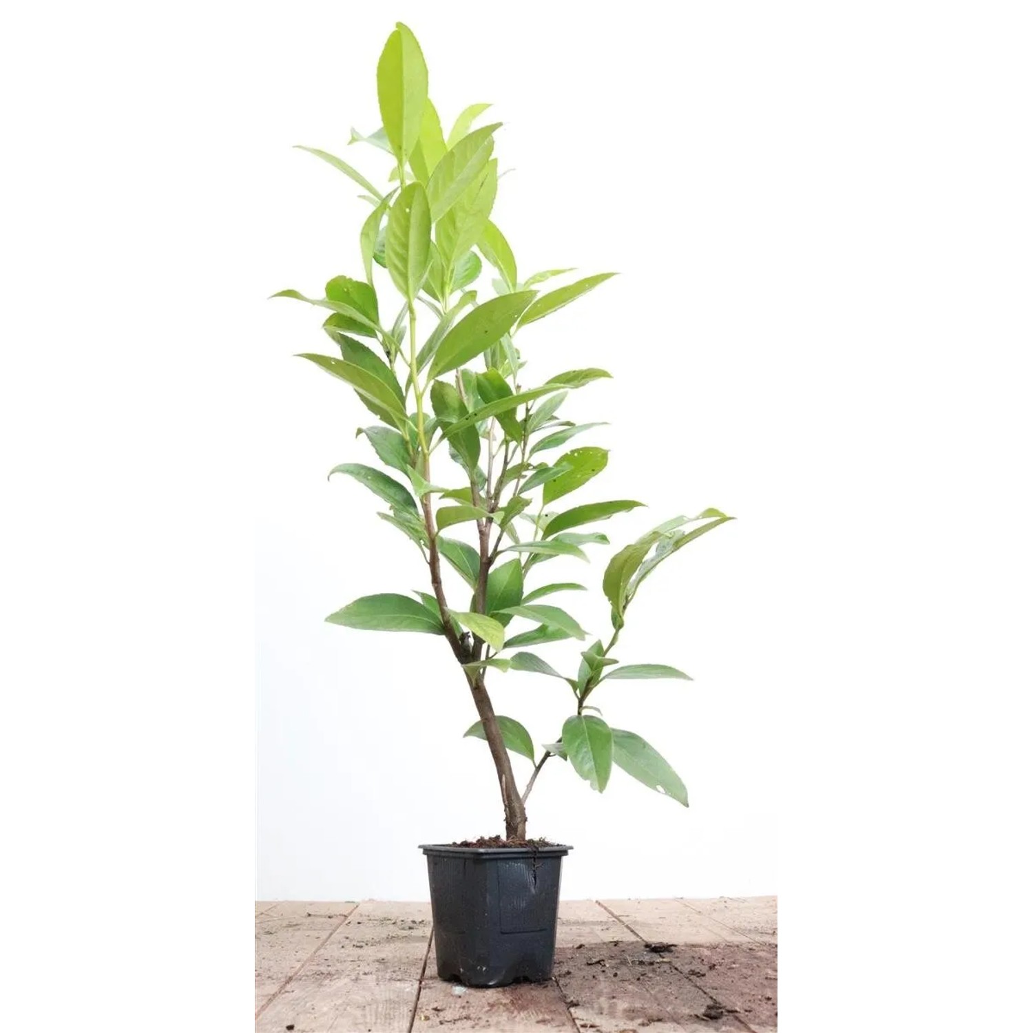 Prunus,aurocerasus 'Caucasica' ca. 9x9 cm Topf 60-80 cm
