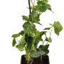 Großblättriger Irischer Efeu (Hedera Hibernica) im Topf, grüne Blätter.