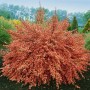 Besenginster 'Frisia' mit orangeroten Blüten, 60-80 cm hoch. Strauch für sonnige Standorte.
