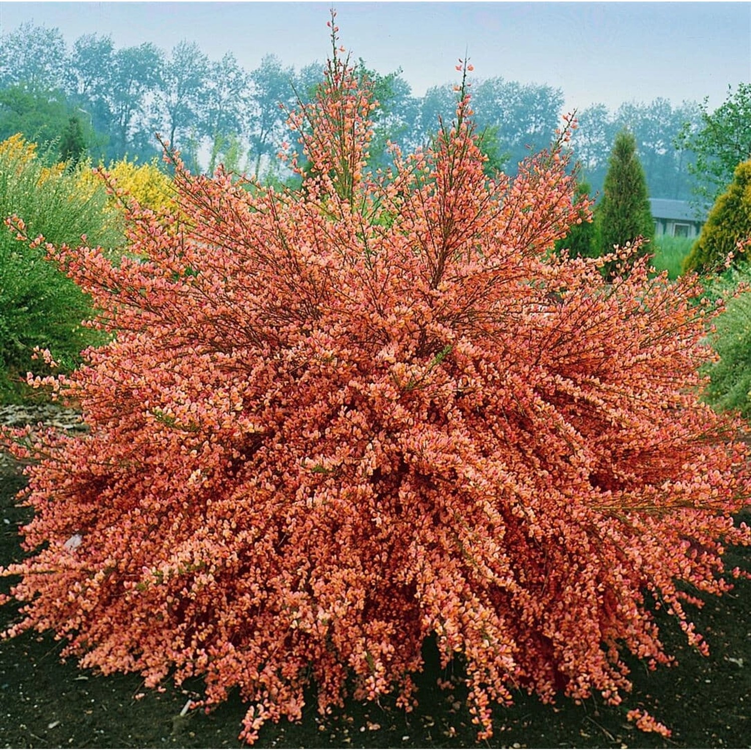 Cytisus Scoparius Frisia Besenginster Gelb 60–80 cm günstig online kaufen