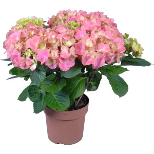 Zimmerhortensie mit rosa Blüten im braunen Topf, ca. 14 cm Topf-Ø.