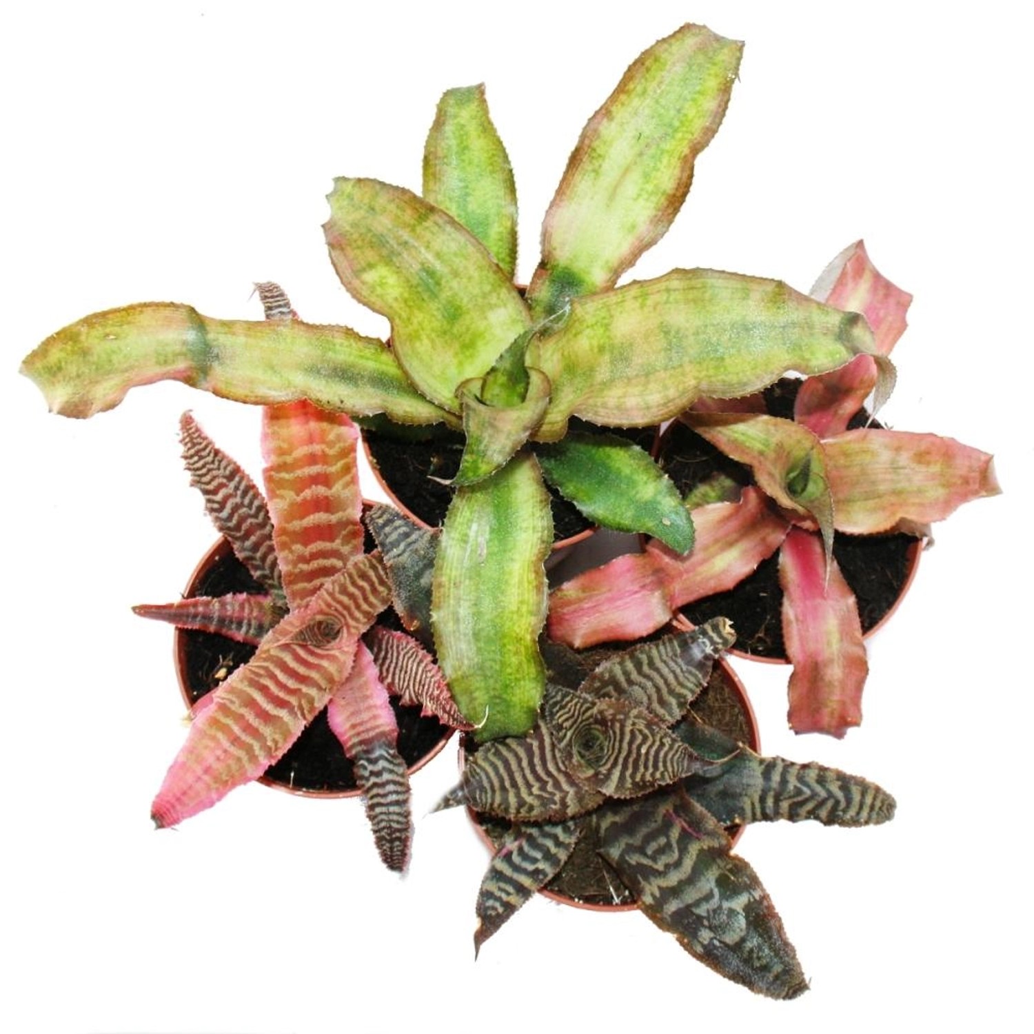 Exotenherz 4er Set Erdbromelie Cryptanthus Buntlaubige Pflanze Ideal für Terrarien