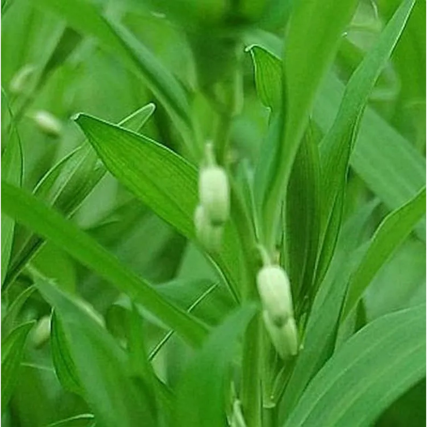 Immergrünes Salomonssiegel - Disporopsis pernyi