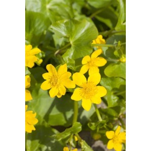 Sumpfdotterblume (Caltha palustris) mit leuchtend gelben Blüten und grünen Blättern im 9x9 cm Topf.