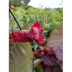 Nahaufnahme einer reifen, roten Zellernuss (Corylus avellana) am Strauch.